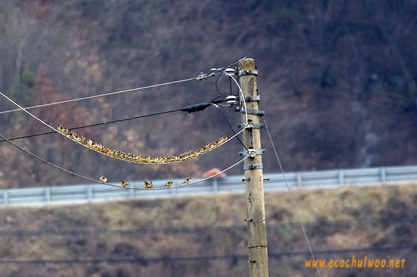 방울새